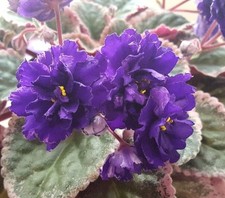 African violet cajun for sale  Fort Mc Coy