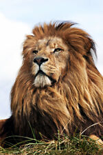 Wild lion big for sale  Bethpage