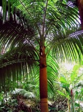 Rara palma Acantophoenix Rubra, palma vermelha  comprar usado  Enviando para Brazil