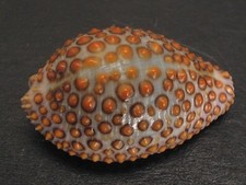 Famous...jenneria pustulata 22 for sale  Lakeland