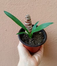 Palmettina yucca aloifolia usato  Durazzano