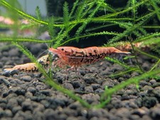 Pack red orange for sale  Ray