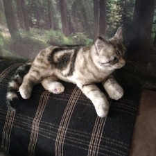 Cuddle clone tina for sale  Spokane