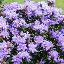 Rhododendron purple pillow for sale  UK