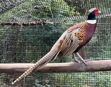 Ringneck pheasant fertile for sale  Cypress