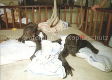 Affen baby gorillas gebraucht kaufen  Deutschland