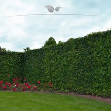 Hainbuche 100 wurzelnackt gebraucht kaufen  Nordhorn