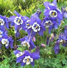 Columbine blue perennial for sale  Sevierville