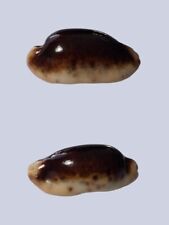 Cypraea caurica hypermelanica usato  Roma