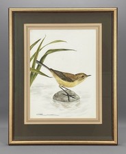 Vintage willow warbler for sale  NEW ROMNEY