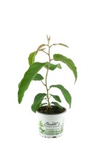Zitroneneukalyptus eucalyptus  gebraucht kaufen  Wesel