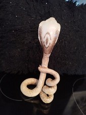 Taxidermie cobra blanc d'occasion  Mus