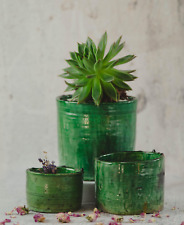 Garden flowerpot plant for sale  LONDON