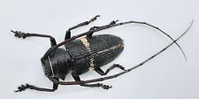Cerambycidae zographus aulicus gebraucht kaufen  Wadern