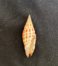 Costellariidae vexillum stainf for sale  Charlottesville