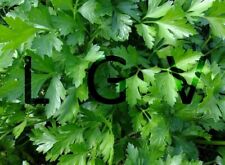 500 graines persil d'occasion 500 graines persil d'occasion  Colombes