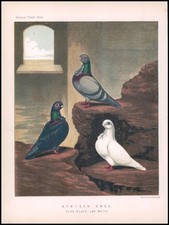 1878 chromolithograph african for sale  ASHFORD