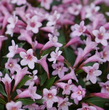 Weigelie pink poppet gebraucht kaufen  Bad Zwischenahn
