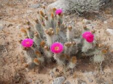 Opuntia polyacantha var. usato  Supersano