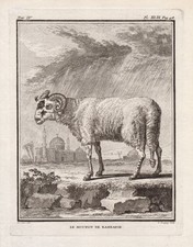 Mouton sheep widder gebraucht kaufen  Seubersdorf