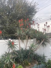 Baby aloe arborescens for sale  Whittier