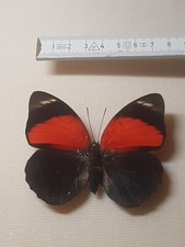 Agrias claudina lugina gebraucht kaufen  Halle
