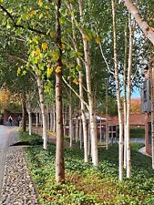 Silver birch for sale  NORWICH