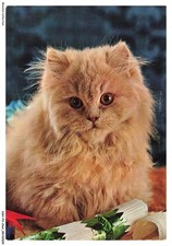 Ashp3 0138 chat d'occasion  France