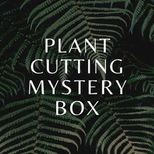Tropical plant clipping for sale  Chicago