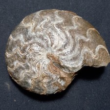 Discoclymenia cucullata fossil usato  Italia