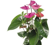 Flamingoblume anthurie lila gebraucht kaufen  Deutschland