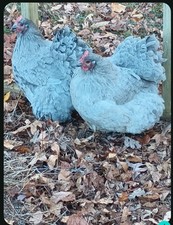 Organically raised lavender for sale  Rockwell