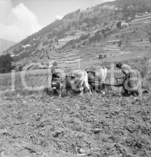1954 temù contadine usato  Milano