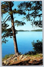 Postcard norway pine for sale  Anoka