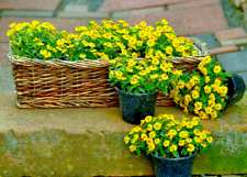 500 creeping zinnia for sale  Saint Augustine