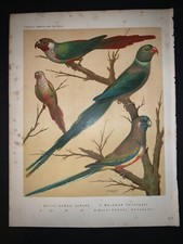 1875 cassell canaries for sale  Lowell