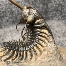 Walliserops trifurcatus trilob usato Walliserops trifurcatus trilob usato  Spedire a Italy