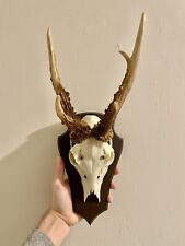 Roe buck skull for sale  CASTLE DOUGLAS