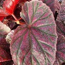 Begonia coccinea angelwing for sale  Winter