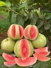 Guava live tree for sale  USA