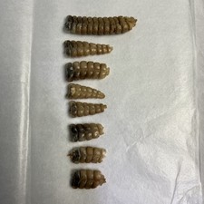 Rattlesnake rattles rattle for sale  Benson