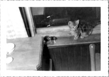 Curious cute adorable for sale  Downey