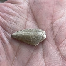 dinosaur tooth for sale dinosaur tooth for sale STALYBRIDGE