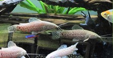 Pack albino marbled for sale  Raymond