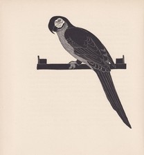 1929 macaw parrot for sale  BIDEFORD