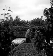 Greenhouse vegetable garden d'occasion  Expédié en Belgium