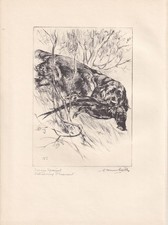 1930 sussex spaniel for sale  BIDEFORD