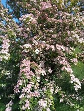 English grow ornamental for sale  WISBECH