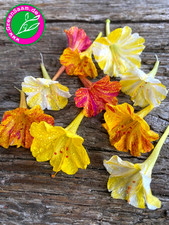 Wunderblume bunt samen gebraucht kaufen  Tittmoning