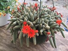 Blooming peanut catus for sale  Allenwood